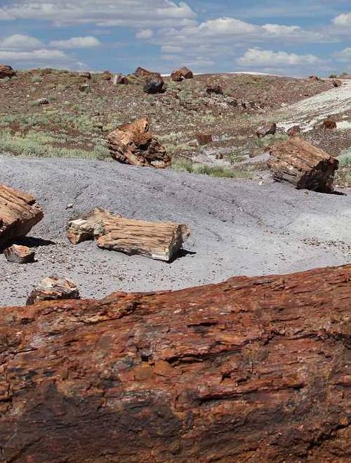 Petrified Forest Nationalpark