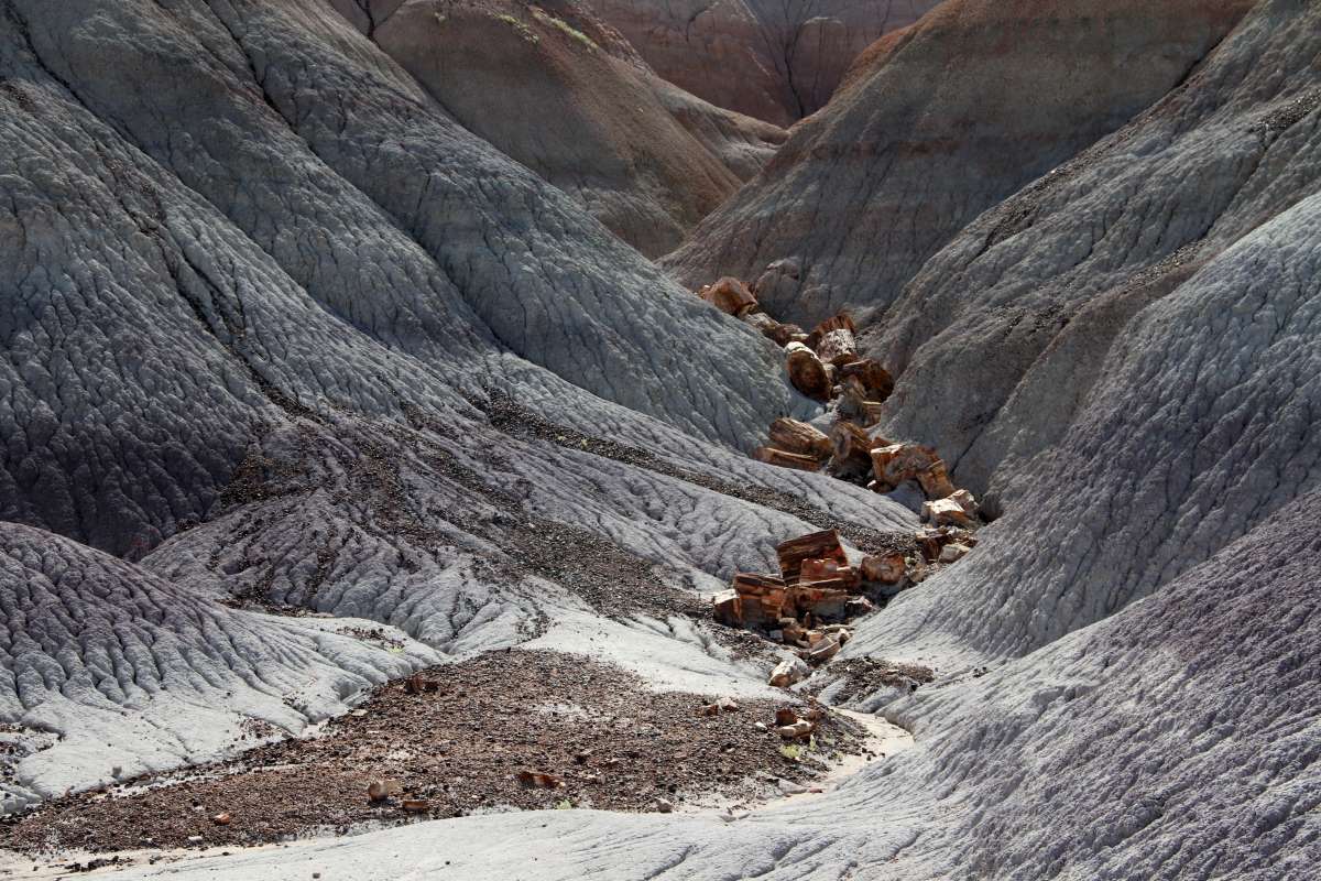 Petrified Forest